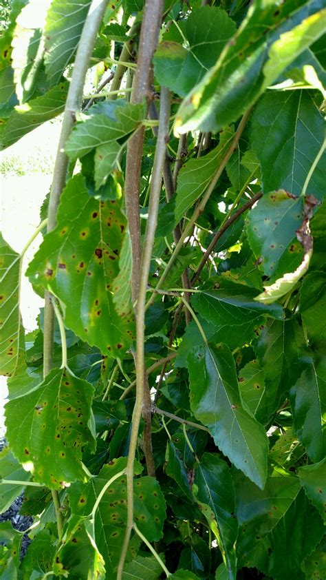 weeping mulberry problems.